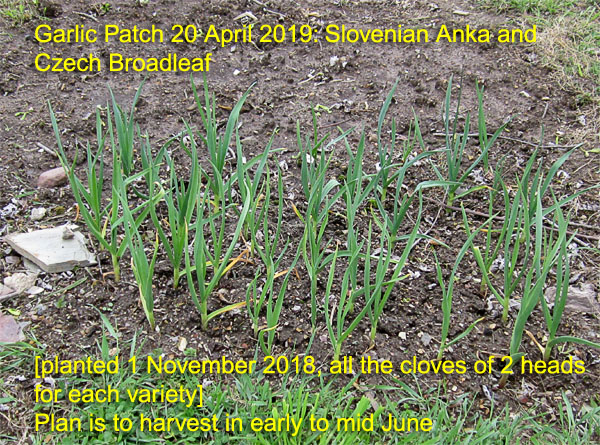 Garden20190420_4236_garlicBed_600.jpg