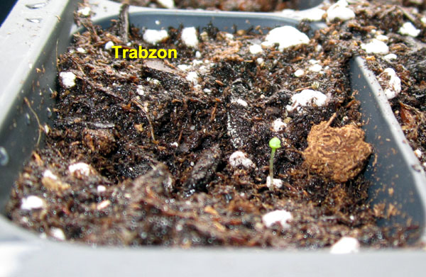 Garden20210316_5666_Trabzon_seedling_600.jpg