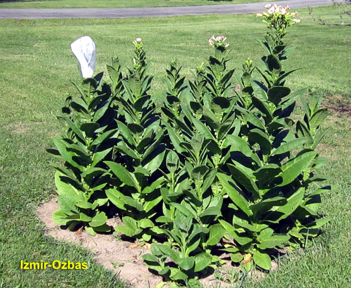 Garden20260731_7828_IzmirOzbas_bed_700.jpg