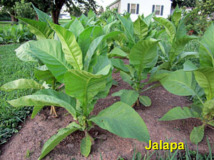 Garden20130628_727_Jalapa_300.jpg