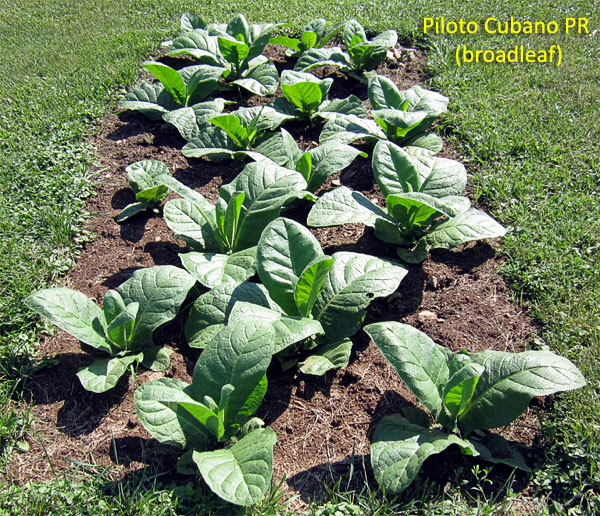 Garden20180703_3630_PilotoCubanoPR_bed_600.jpg