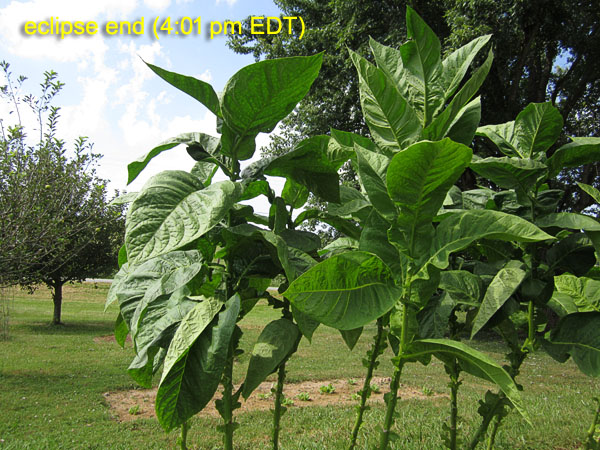 Garden20170821_3006_eclipse_Corojo99_end_600.jpg
