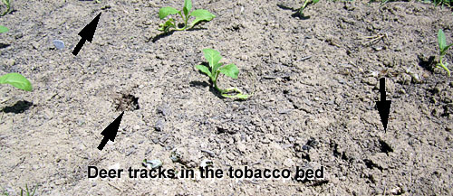 Garden20130530_649_DeerTracks_500.jpg
