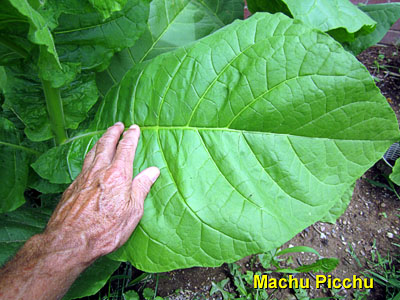 Garden20130707_757_MachuPicchu_leaf_400.jpg