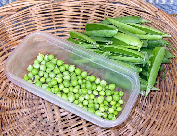 Garden20220604_6378_peas_firstHarvest_600a.jpg