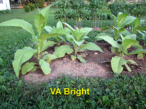 Garden20130628_717_VABright_300.jpg