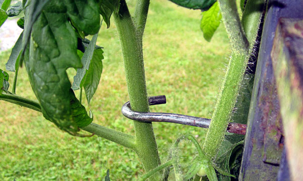 Garden20230604_7020_porchTomato_tentStake_600.jpg