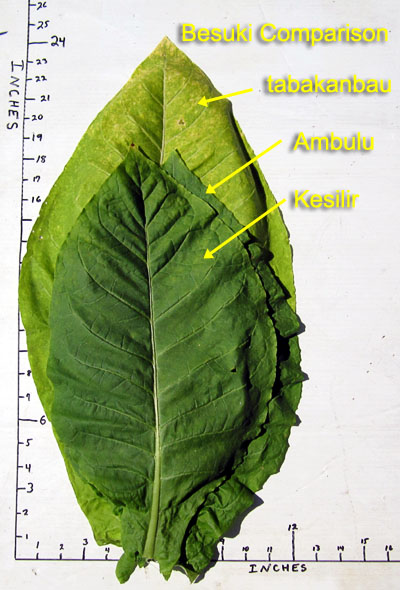Garden20170805_2949_Besuki_comparison_leafSize_400.jpg