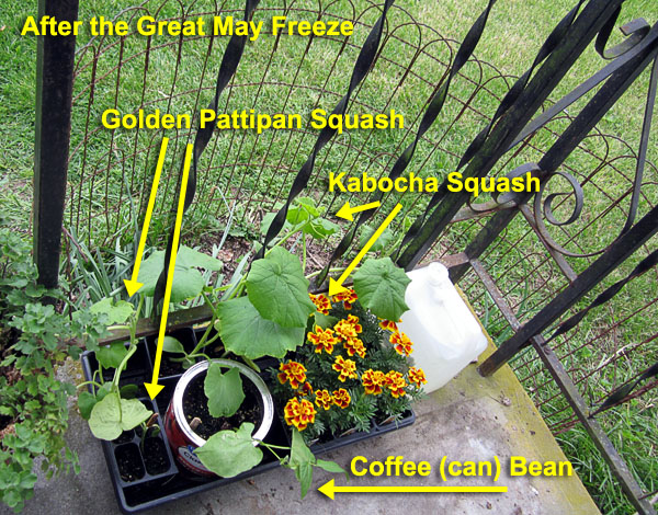 Garden20200513_5092_porchStarts_600.jpg