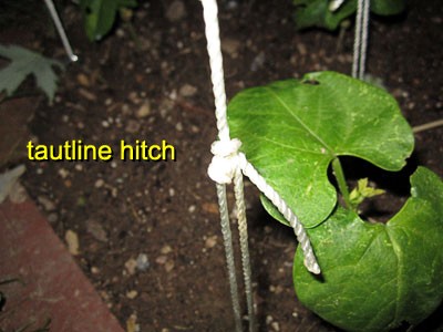 Garden20170513_2627_beanTrellis_tautline_400.jpg
