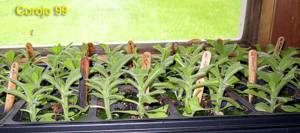 Garden20190514_4361_Corojo99_seedlingsAfter5thClipping_600.jpg