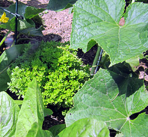 Garden20130622_703_BoxwoodBasil_hidingInCukes_300.jpg