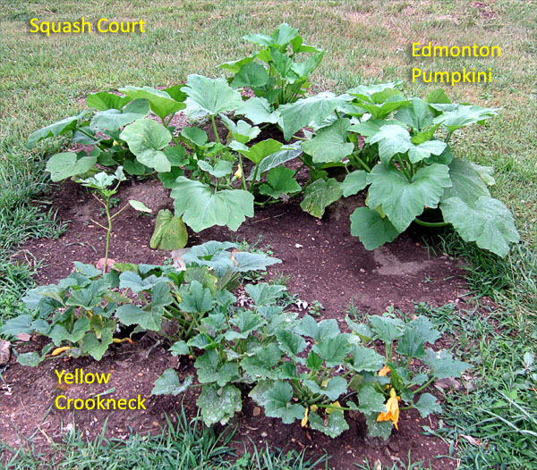 Garden20180621_3614_SquashCourt_600.jpg
