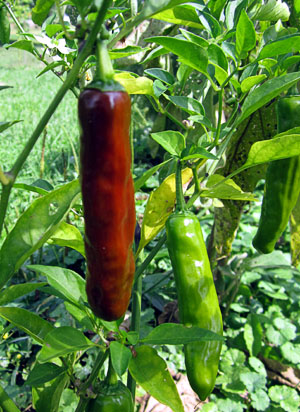 Garden20130915_970_pepperoncini_red_300.jpg