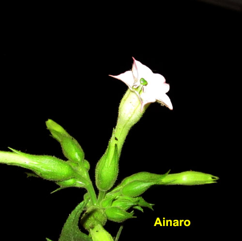 Garden20210528_5723_Ainaro_blossom_500.jpg