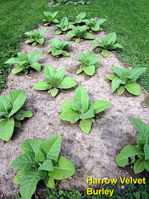 Garden20130617_683_Harrow_300.jpg