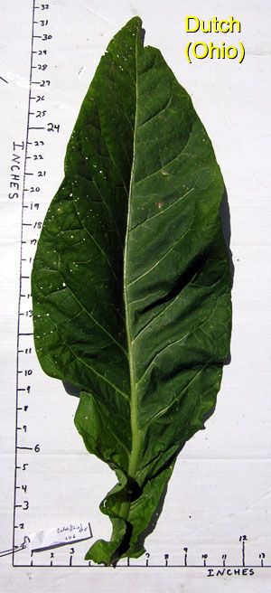 ohio dutch tobacco Little Dutch vs Ohio Dutch | Fair Trade Tobacco