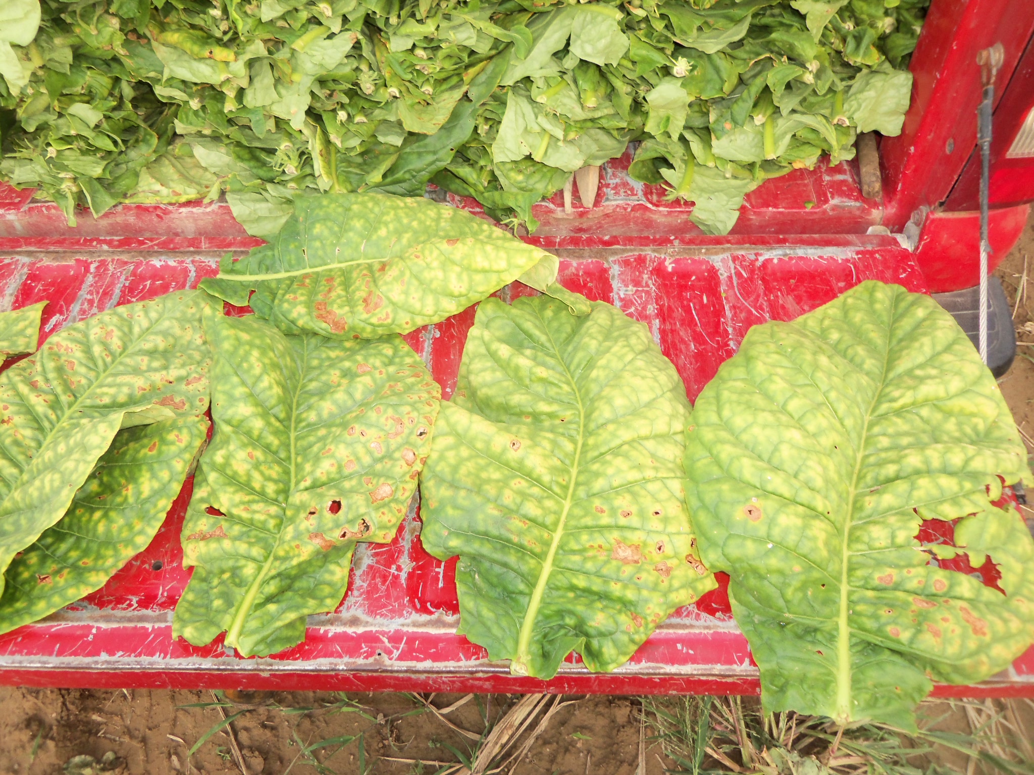 how many jobs do tobacco companies provide Transnational Tobacco Companies