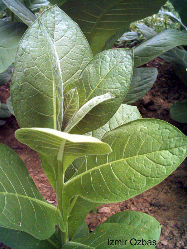 Garden_20110716B_01_IzmirOzbas_leafDetail_600.jpg