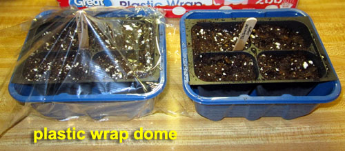 Garden20230303_6878_chilhuacle_starting2_covered_500.jpg
