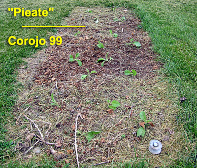 Garden20220513_6345_Pieate_Corojo99_bed 400.jpg