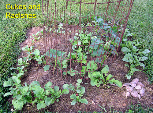 Garden20170612_2709_cukesRadishes_500.jpg