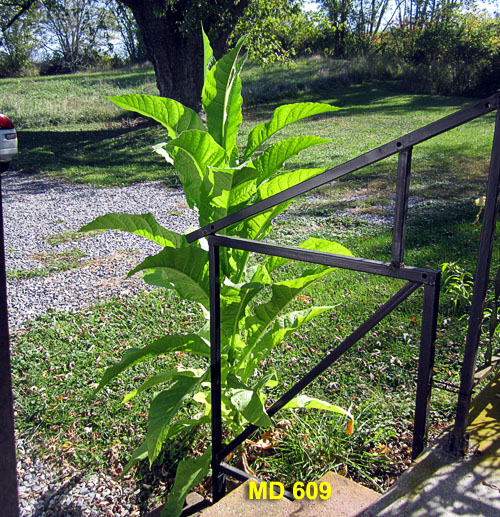 Garden20231012_7265_MD609_PorchCornerPlant_500.jpg