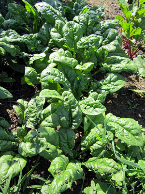 Garden20120531_201_Spinach_300.jpg