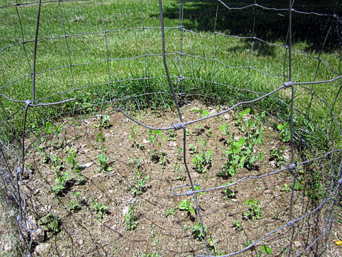 Garden20170529_2677_peaFence_deerproof2_500.jpg