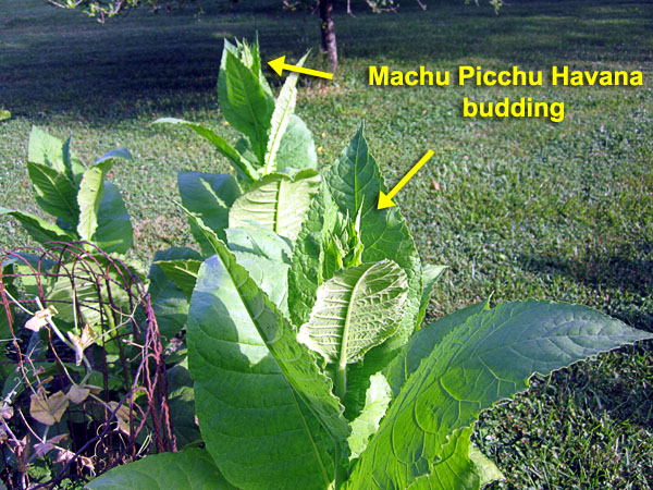 Garden20220629_6508_MachuPicchu_budding_600.jpg