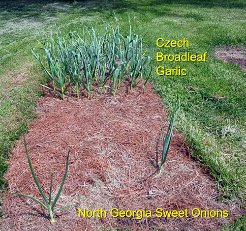 Garden20170430_2587_OnionGarlicBed_500.jpg