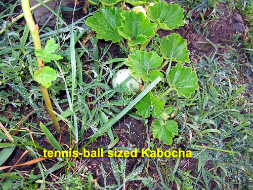 Garden20200715_5253_kabocha_closeup_500.jpg