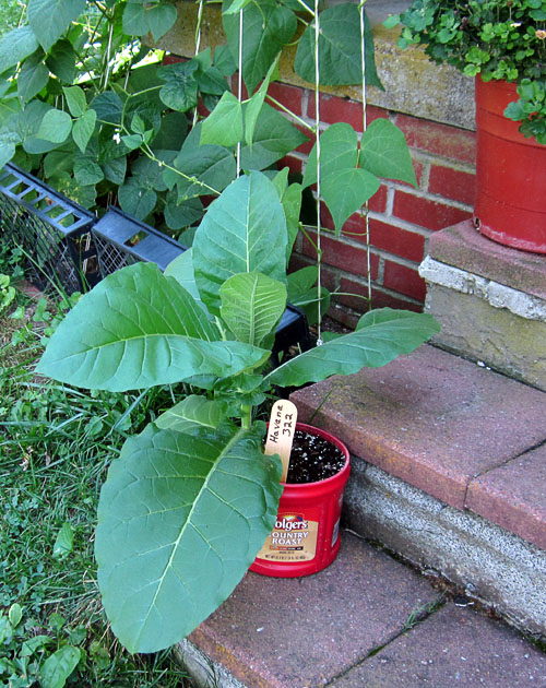 Garden20170724_2891_Havana322_FolgersTub_500.jpg
