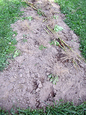 Garden20130915_969_rootRemoval_done_300.jpg