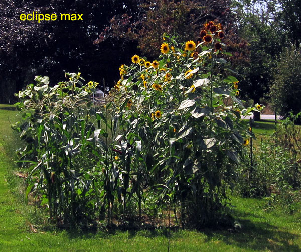 Garden20170821_2997_eclipse_sunflowers_max_600.jpg