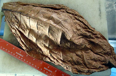 Garden20131111_1024_FLSumatraLeafCured_400.jpg