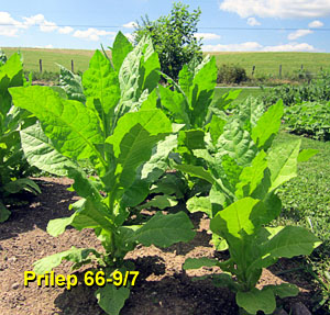 Garden20130622_707_Prilep66_9_7_300.jpg