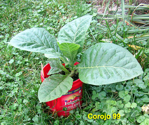 Garden20210611_5764_Corojo99_pot.jpg