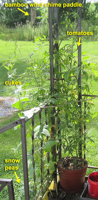 Garden20230705_7090_porchVeggies_300.jpg