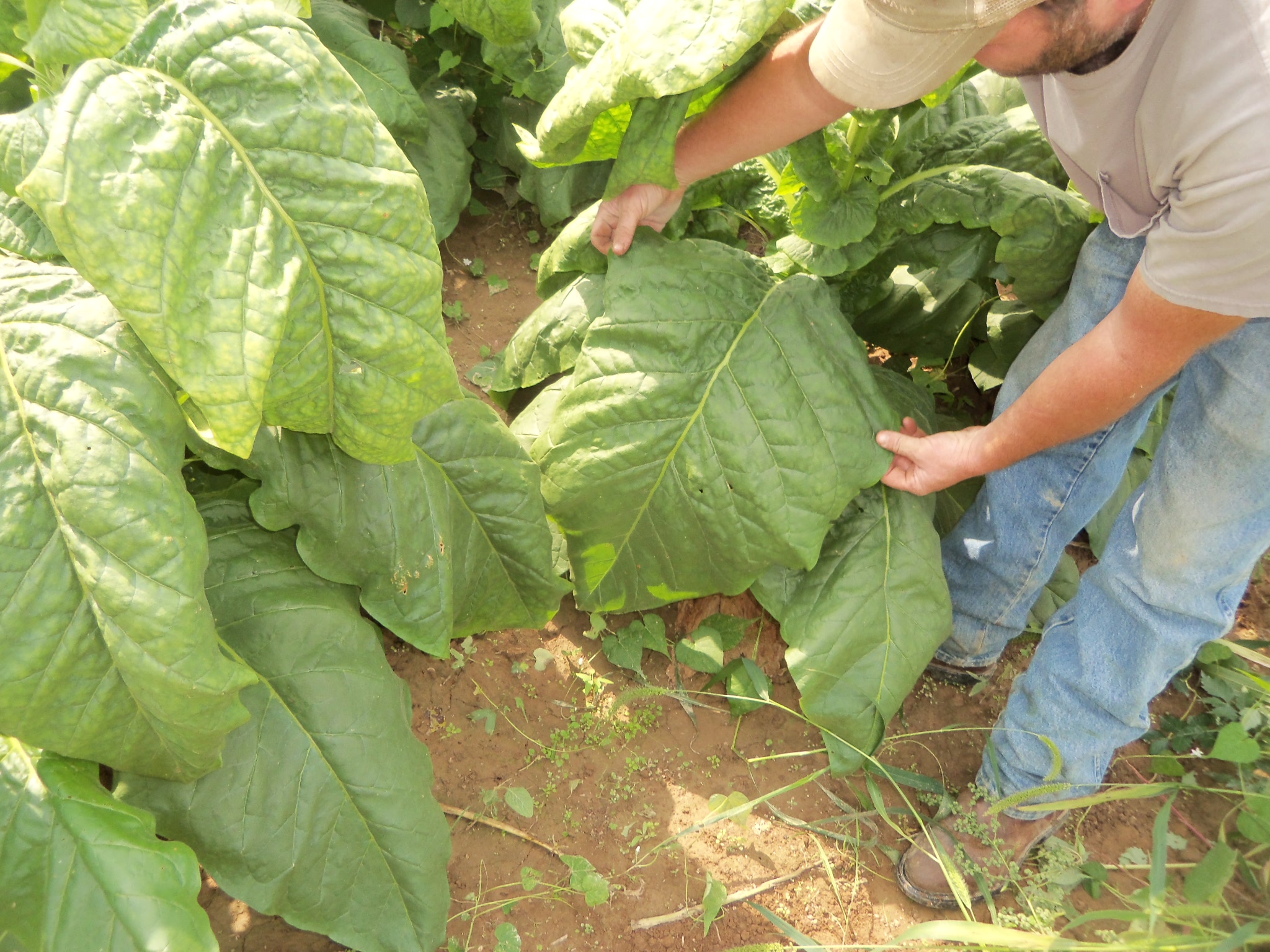 Tobacco getting over ripe | Fair Trade Tobacco