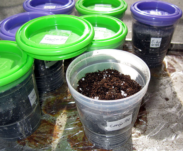 Garden20200309_4965_germinationCups_filled_600.jpg