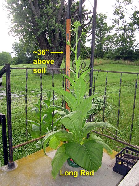 Garden20260726_7812_LongRed_pot_da51_450.jpg