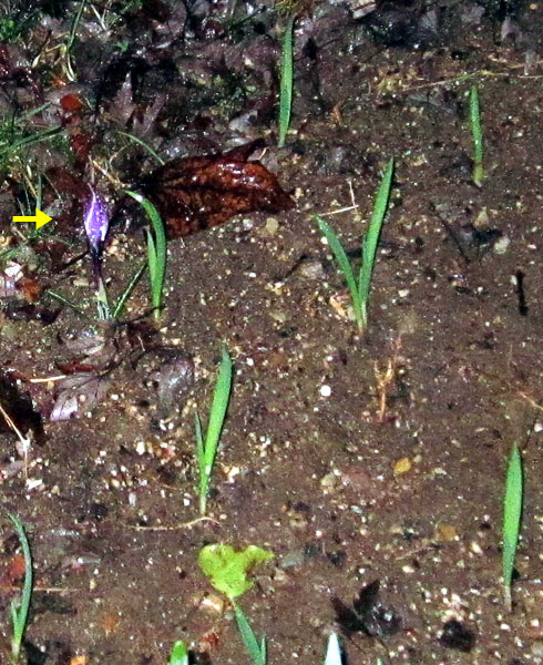 Garden20220308_6261_crocusInTheGarlic_600v.jpg