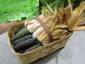 Garden20130901_948_basketOfCorn_300.jpg