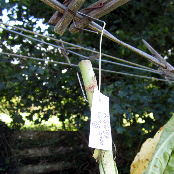 Garden20200905_5397_Prilep_sunCureClasp_600square.jpg