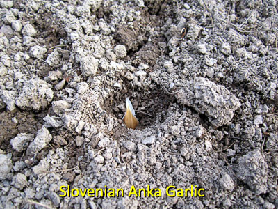 Garden20161031_2349_garlicAnka_closeup_400.jpg
