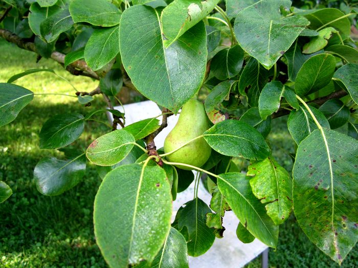 Garden20250625_7600_pear_700.jpg
