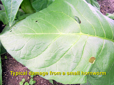 Garden20130707_753_hornwormDamage_400.jpg