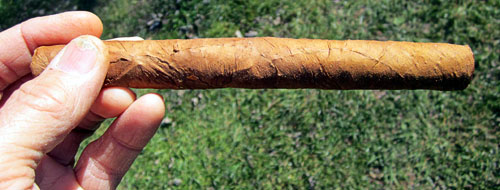 Garden20131111_1031_cigarInSunlight_500.jpg