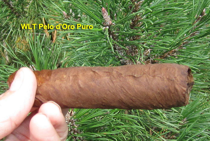 Garden20200805_5336_cigar_PeloDOro_puro_700.jpg